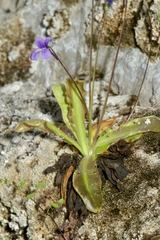 Pinguicula caussensis