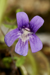 Pinguicula caussensis