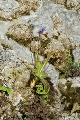 Pinguicula caussensis