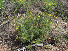 Ononis angustissima angustissima