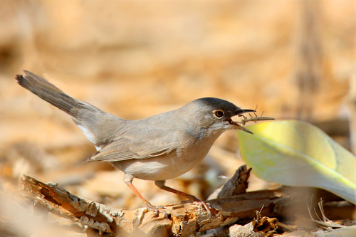 Ménétries's Warbler, photo 5 of 10