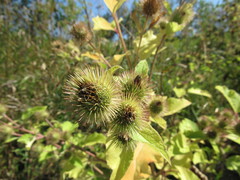Media resource of Arctium minus