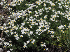 Argyranthemum adauctum gracile