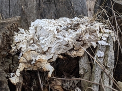 Fungi