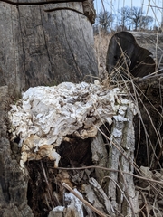 Fungi