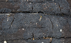 Glonium stellatum