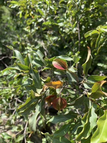 Olifants River Bushwillow (Combretum petrophilum)