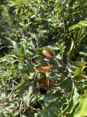 Combretum petrophilum