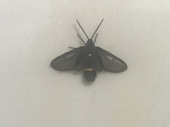 Psichotoe duvaucelii