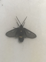 Psichotoe duvaucelii