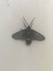 Psichotoe duvaucelii