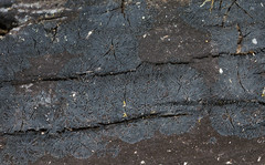 Glonium stellatum