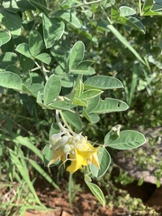 Crotalaria doidgeae