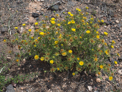 Asteriscus graveolens stenophyllus