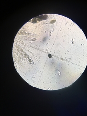 Podospora anserina