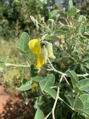 Crotalaria doidgeae