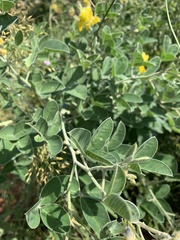 Crotalaria doidgeae