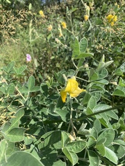 Crotalaria doidgeae