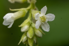 Ribes indecorum