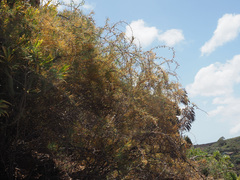 Asparagus pastorianus