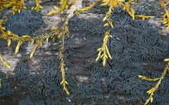 Glonium stellatum