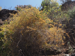 Asparagus pastorianus