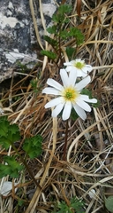 Callianthemum anemonoides