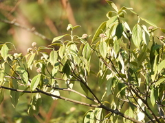 Cornus disciflora