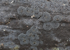 Glonium stellatum