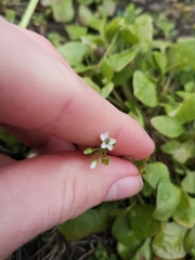Claytonia perfoliata