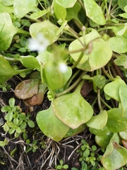 Claytonia perfoliata