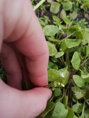 Claytonia perfoliata