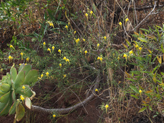 Kickxia pendula