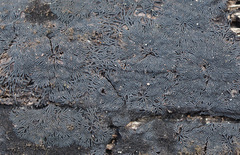 Glonium stellatum