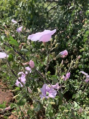 Ipomoea holubii