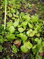 Claytonia perfoliata