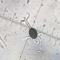 Podospora anserina