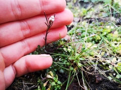 Cardamine hirsuta