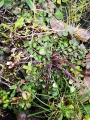 Cardamine hirsuta