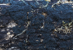 Glonium stellatum