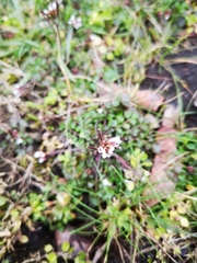 Cardamine hirsuta