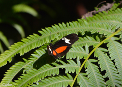 Heliconius hortense