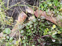 Cardamine hirsuta