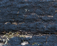 Glonium stellatum