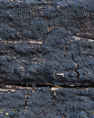 Glonium stellatum