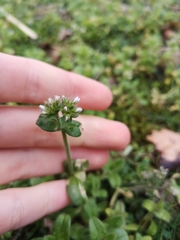 Cerastium glomeratum