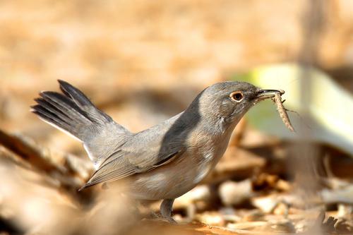 Ménétries's Warbler, photo 3 of 10