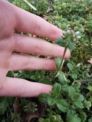 Cerastium glomeratum
