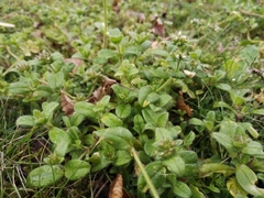 Cerastium glomeratum