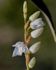 Coelogyne breviscapa